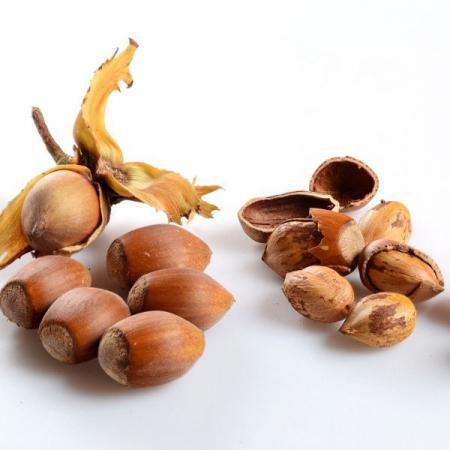 High Quality Hazelnut In Affordable Prices