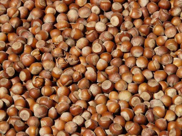 How many hazelnuts can you eat a day?
