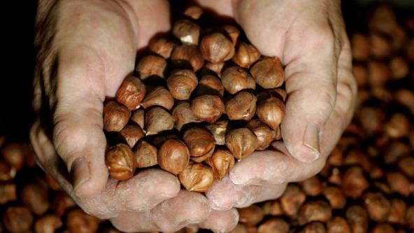 Small Hazelnuts Producer