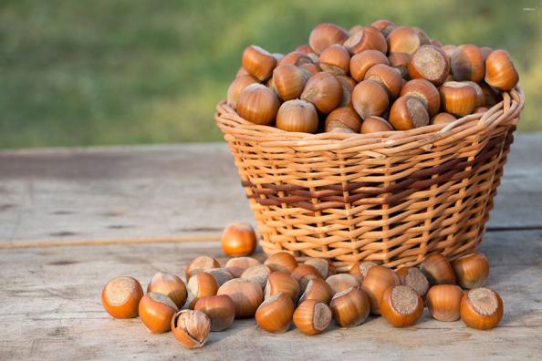 Premium Hazelnuts Industry