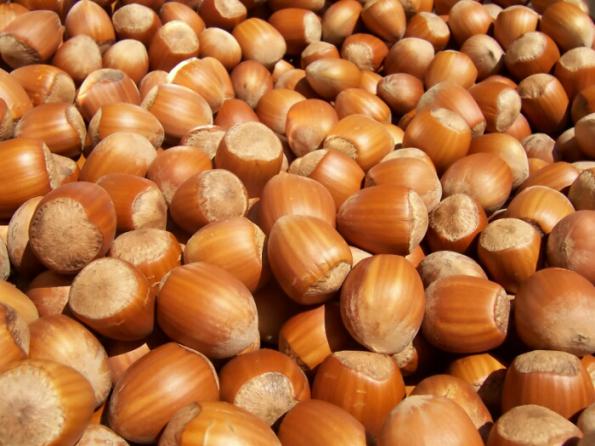hazelnuts for sale