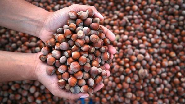 Raw shelled Hazelnuts Market