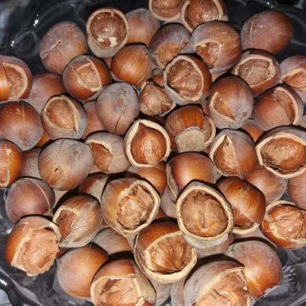 export of salty hazelnuts