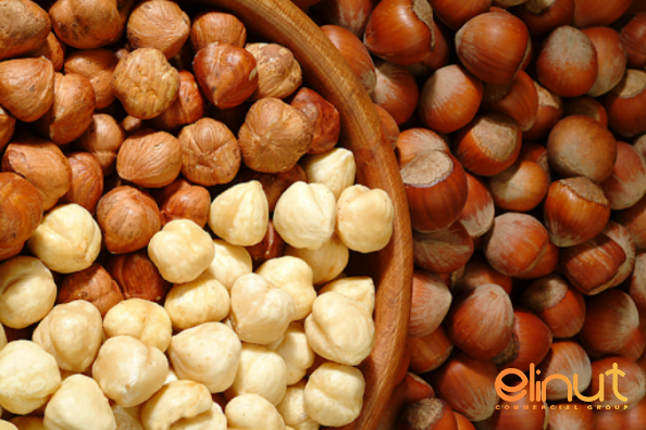 Large Brown Hazelnuts Traders
