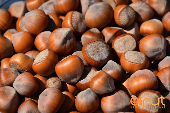 Competitive Distribution of Best Organic Raw Hazelnuts