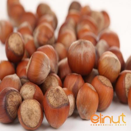 Fresh Hazelnuts Top Producers and Suppliers