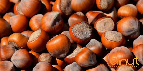 Awesome Beaked Hazelnuts for Demanders to Consume