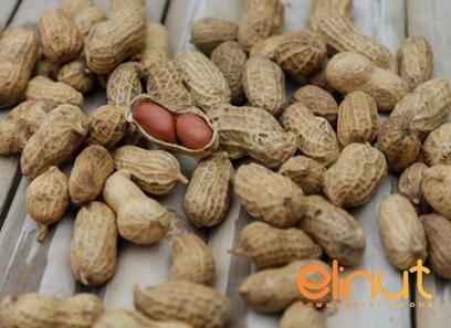 Buy mixed nuts in shell hazelnuts + best price