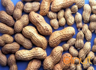 cashew nut and fruit purchase price + user guide