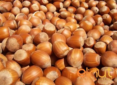 Buy unshelled hazelnuts | Selling all types of unshelled hazelnuts at a reasonable price
