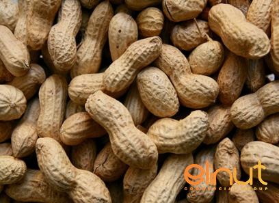 Buy the best types of shell hazelnuts at a cheap price