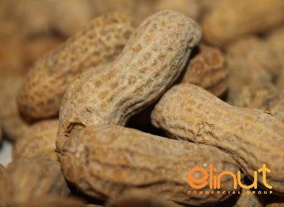 Price and buy raw organic cashews bulk + cheap sale