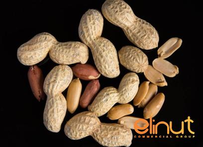 Buy raw cashew nut shells at an exceptional price