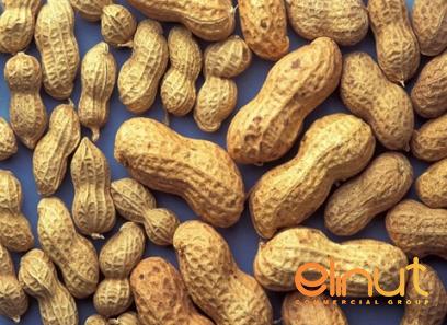 raw cashew kernels purchase price + quality test