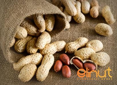 cashew nuts fruit purchase price + user guide